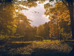 Höstklädd skog med liten stenbyggnad och löv på marken